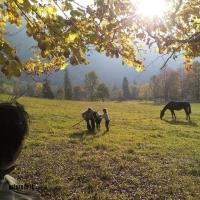 Tornado con amici al pascolo in autunno